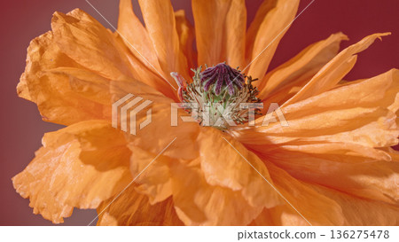 Macro shot showcasing intricate details and vivid color of orange poppy petals against warm backdrop Macro shot showcasing intricate details and vivid color of orange poppy petals against warm backdrop 136275478