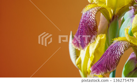 Intense closeup of colorful iris blossoms showcasing detailed veining against bold vibrant setting 136275479
