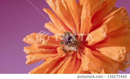 Vivid floral macro. Highly detailed image capturing dewcovered orange poppy in morning garden setting 136275488