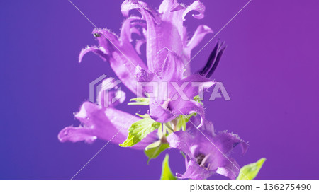 Lavender wildflower with soft glow. Textured lilac blossom showcased with elegant background effects Lavender wildflower with soft glow. Textured lilac blossom showcased with elegant background effects 136275490
