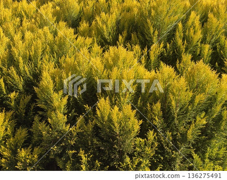 Golden conifer texture with striking shadows Golden conifer texture with striking shadows 136275491