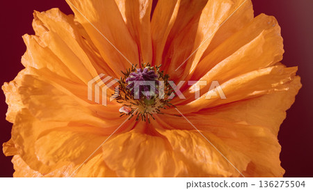 Vivid floral detail. Dramatic macro image emphasizing warm colored petals and intricate seed details Vivid floral detail. Dramatic macro image emphasizing warm colored petals and intricate seed details 136275504