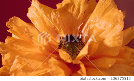 An isolated pink peony placed on terracotta surface with delicate foliage and gentle illumination 136275513