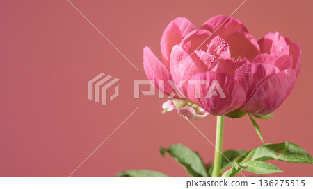 Richly contrasted deep red florals with unopened buds against dark purple landscape illuminated romantically Richly contrasted deep red florals with unopened buds against dark purple landscape illuminated romantically 136275515