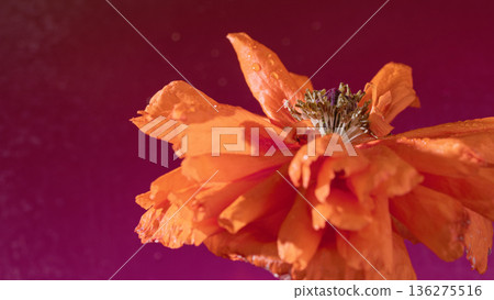 Colorful petal dew photo. Detailed image highlighting vivid colors and shimmering droplets on petals Colorful petal dew photo. Detailed image highlighting vivid colors and shimmering droplets on petals 136275516