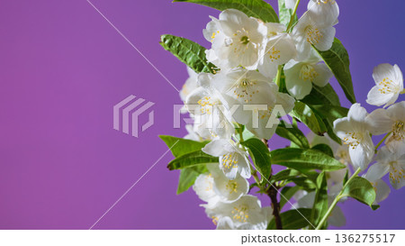 Elegant jasmine with green foliage. White jasmine flowers and leaves under gentle studio illumination Elegant jasmine with green foliage. White jasmine flowers and leaves under gentle studio illumination 136275517