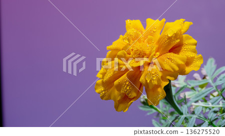 Closeup observation of vivid yellow marigold with natural green leaves and purple background 136275520