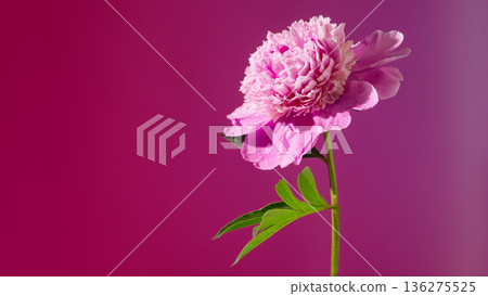 Striking pink peony with lush petals and graceful outline for various promotional projects Striking pink peony with lush petals and graceful outline for various promotional projects 136275525