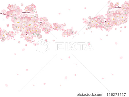 櫻花背景，飄落的櫻花花瓣 136275537