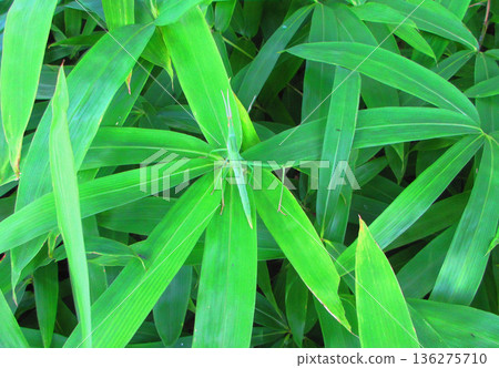 A landscape with a grasshopper resting on a bamboo leaf A landscape with a grasshopper resting on a bamboo leaf 136275710