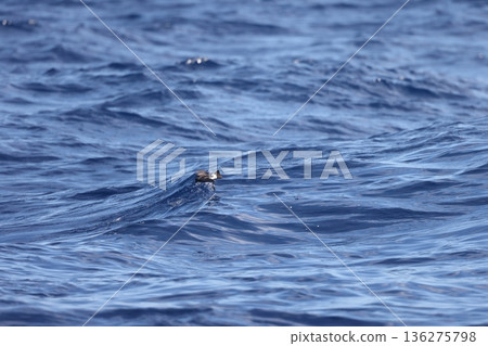 Wilson's Storm Petrel Wilson's Storm Petrel 136275798