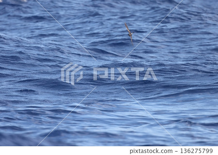 Wilson's Storm Petrel Wilson's Storm Petrel 136275799