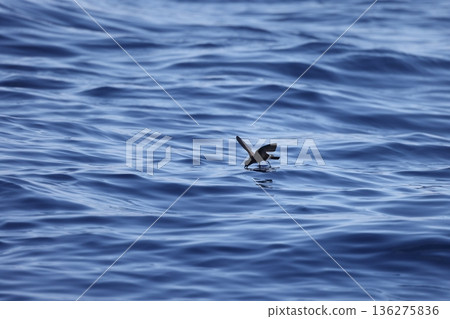 Wilson's Storm Petrel 136275836