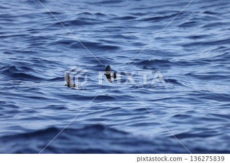 Wilson's Storm Petrel Wilson's Storm Petrel 136275839
