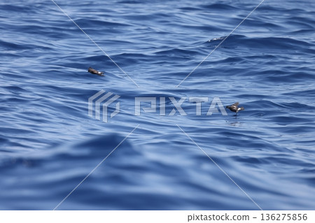 Wilson's Storm Petrel Wilson's Storm Petrel 136275856