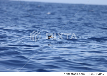 Wilson's Storm Petrel Wilson's Storm Petrel 136275857