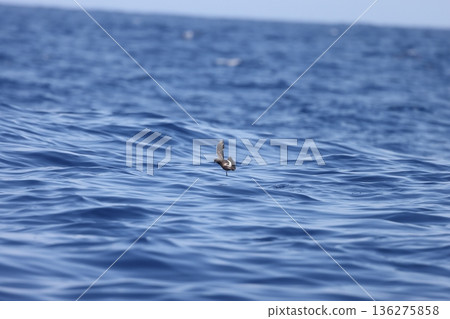 Wilson's Storm Petrel Wilson's Storm Petrel 136275858