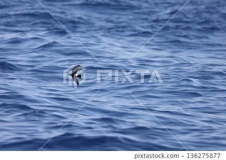 威爾森海燕 威爾森海燕 136275877