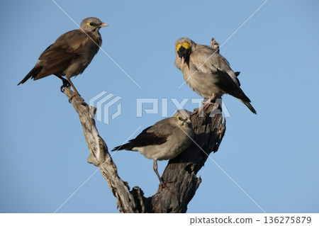 Crested Starling Crested Starling 136275879