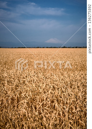 Golden wheat field under blue summer sky Golden wheat field under blue summer sky 136275892