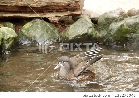 A female mandarin duck flapping its wings near the water A female mandarin duck flapping its wings near the water 136276045