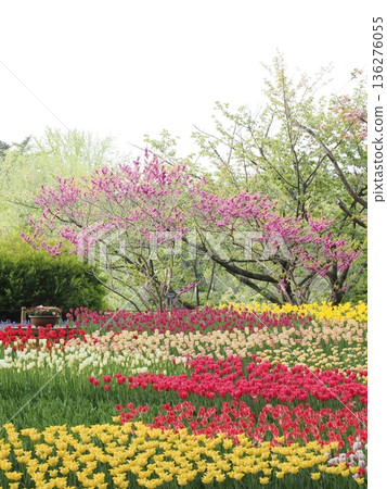 春季圖片素材 | 盛開的彩色鬱金香和桃花 136276055