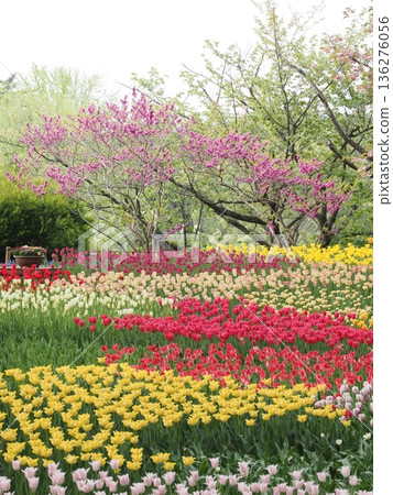 春季圖片素材 | 盛開的彩色鬱金香和桃花 136276056