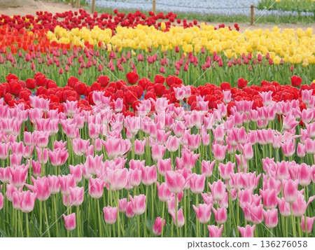 春日美景 | 盛開的彩色鬱金香 136276058