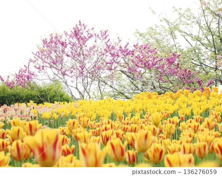 春季圖片素材 | 盛開的彩色鬱金香和桃花 136276059
