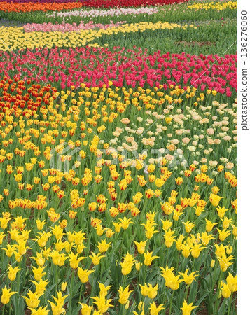 春日美景 | 盛開的彩色鬱金香 136276060