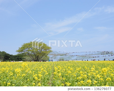 茨城縣日立海濱公園的粉蝶花和油菜花盛開 茨城縣日立海濱公園的粉蝶花和油菜花盛開 136276077