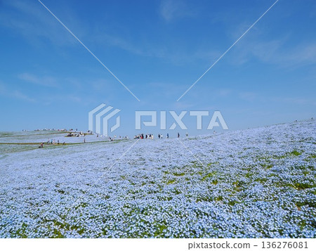 Nemophila of Ibaraki prefecture government-run Hitachi beach park in full bloom 136276081