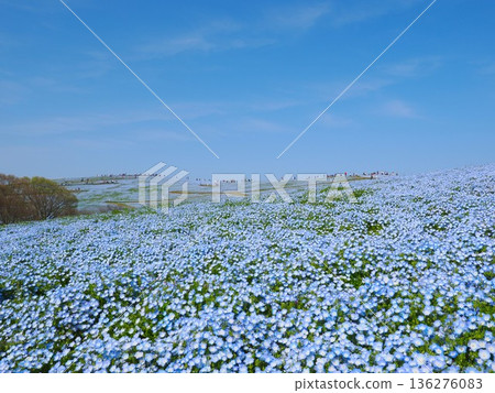 Nemophila of Ibaraki prefecture government-run Hitachi beach park in full bloom 136276083