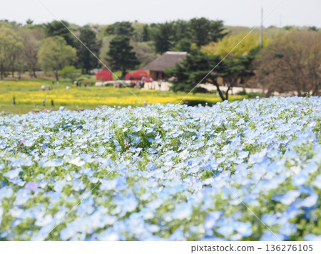 茨城縣政府運行的日立海濱公園的Nemophila盛開 茨城縣政府運行的日立海濱公園的Nemophila盛開 136276105