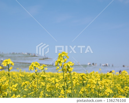 茨城縣日立海濱公園的粉蝶花和油菜花盛開 136276108