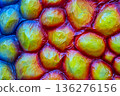 Colorful Bubble Texture 136276156