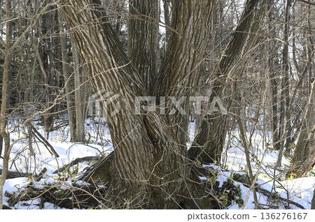 一棵發芽的橡樹 136276167