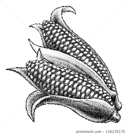 Corn Maize Cob Sweetcorn Ear Black White Vintage Corn Maize Cob Sweetcorn Ear Black White Vintage 136276170
