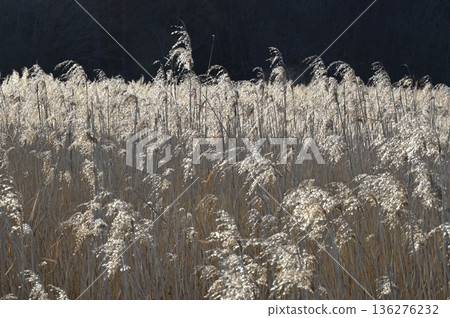 閃亮的蘆葦 閃亮的蘆葦 136276232