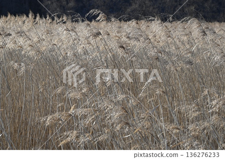 閃亮的蘆葦 136276233