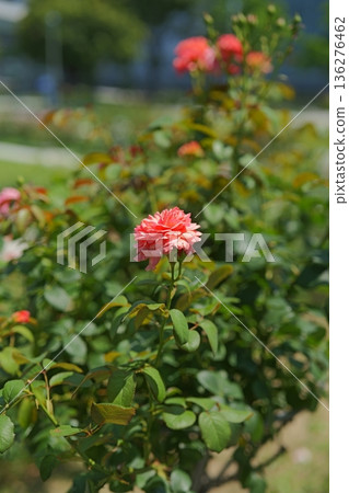 粉紅色的花朵 粉紅色的花朵 136276462