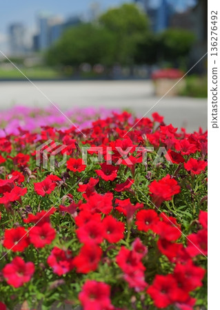紅色的花朵 紅色的花朵 136276492