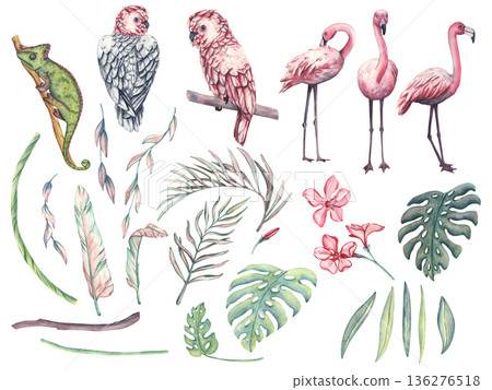 A large watercolor set of tropical illustrations with birds and leaves. Tropical pink parrots, pink flamingos, jungle flowers and leaves. A pink cockatoo. Graceful flamingos with palm branches 136276518