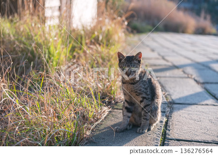 adorable tabby brown cat by meadow in Mt. Unzen at sunset 136276564