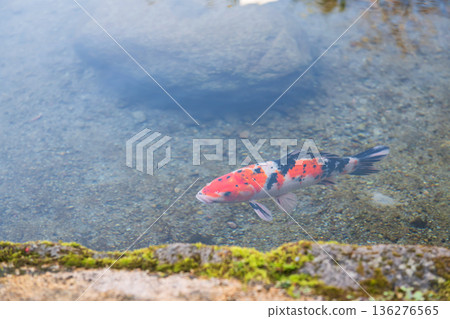 carp koi fish swim at Koi no Mizube Michi road, Shimabara, Japan carp koi fish swim at Koi no Mizube Michi road, Shimabara, Japan 136276565