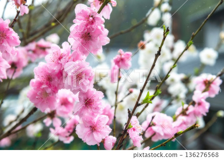 pink and white kawazu sakura blossom with raindrops pink and white kawazu sakura blossom with raindrops 136276568