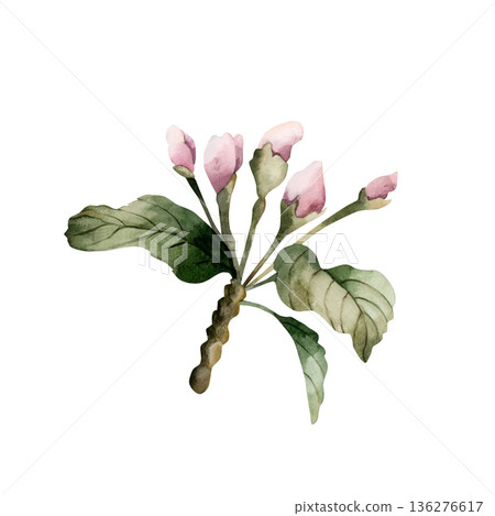 Apple blossom spring flowers buds branch. Cherry Sakura Blooming Watercolor hand drawn floral illustration isolated on white background Easter design fresh print cosmetic package porcelain crockery Apple blossom spring flowers buds branch. Cherry Sakura Blooming Watercolor hand drawn floral illustration isolated on white background Easter design fresh print cosmetic package porcelain crockery 136276617