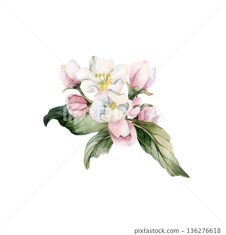 Apple blossom spring flowers buds branch. Cherry Sakura Blooming Watercolor hand drawn floral illustration isolated on white background Easter design fresh print cosmetic package porcelain crockery Apple blossom spring flowers buds branch. Cherry Sakura Blooming Watercolor hand drawn floral illustration isolated on white background Easter design fresh print cosmetic package porcelain crockery 136276618