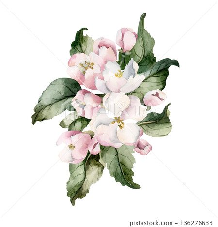 Apple blossom spring flowers buds branch. Cherry Sakura Blooming Watercolor hand drawn floral illustration isolated on white background Easter design fresh print cosmetic package porcelain crockery 136276633