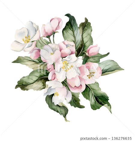Apple blossom spring flowers buds branch. Cherry Sakura Blooming Watercolor hand drawn floral illustration isolated on white background Easter design fresh print cosmetic package porcelain crockery Apple blossom spring flowers buds branch. Cherry Sakura Blooming Watercolor hand drawn floral illustration isolated on white background Easter design fresh print cosmetic package porcelain crockery 136276635